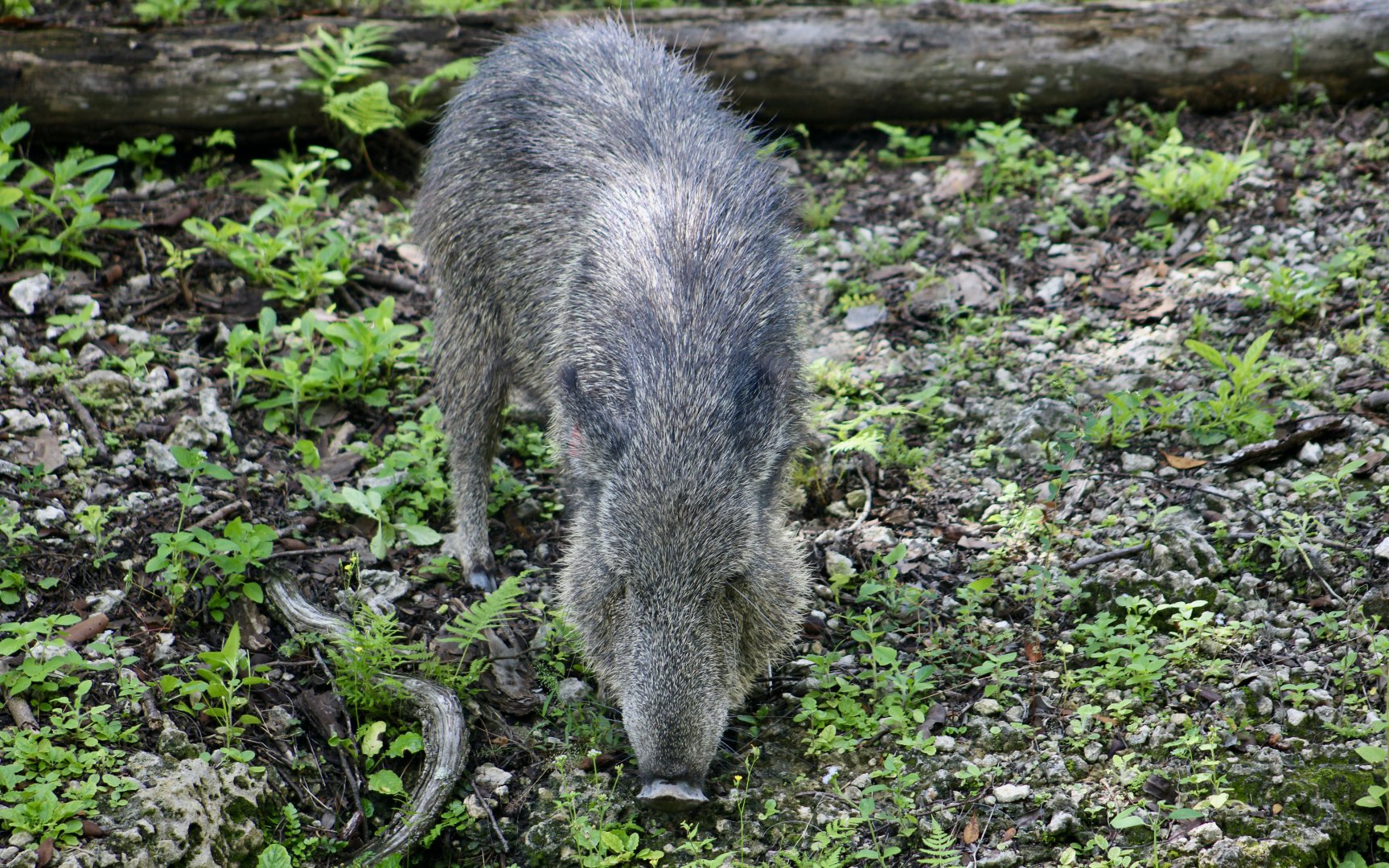 Chacoan Peccary (Catagonus wagneri)