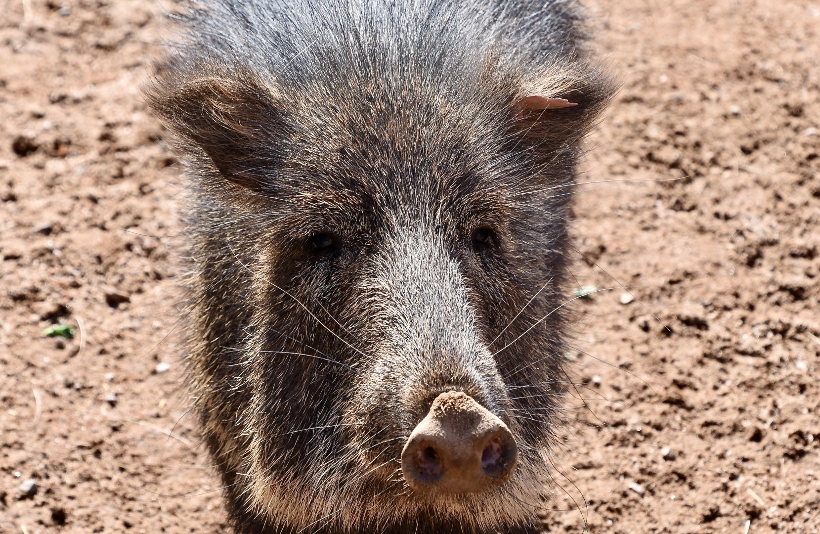 Chacoan Peccary (Catagonus wagneri)