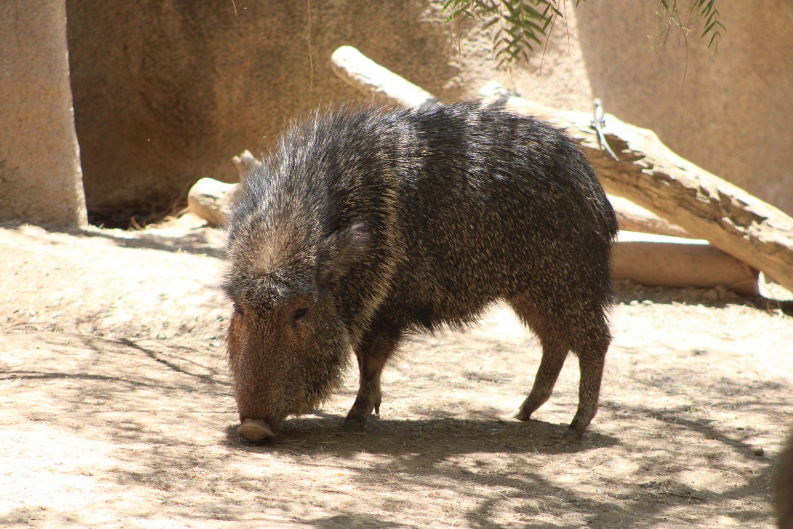 Chacoan Peccary (Catagonus wagneri)