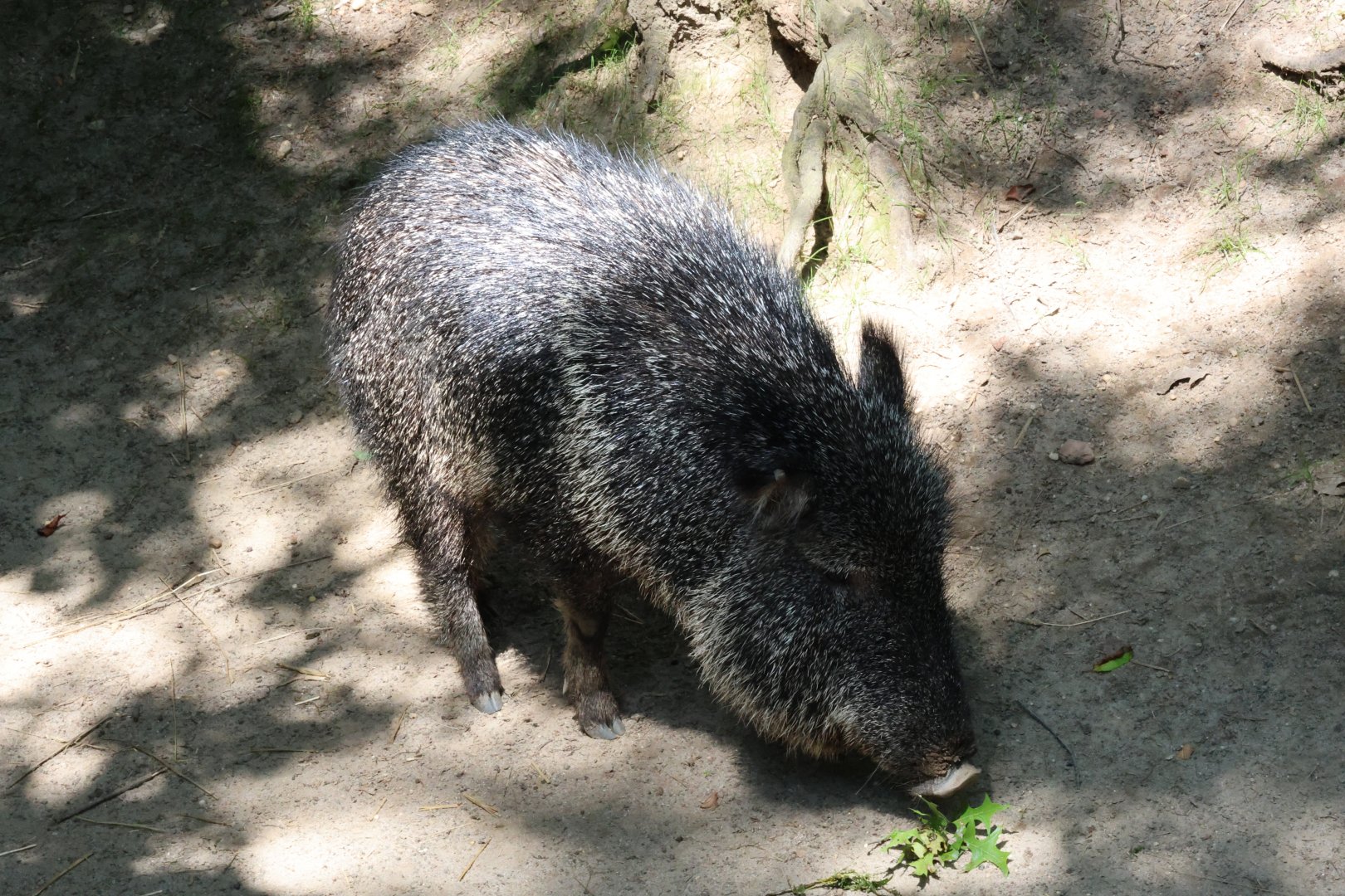 Chacoan peccary (Catagonus wagneri)