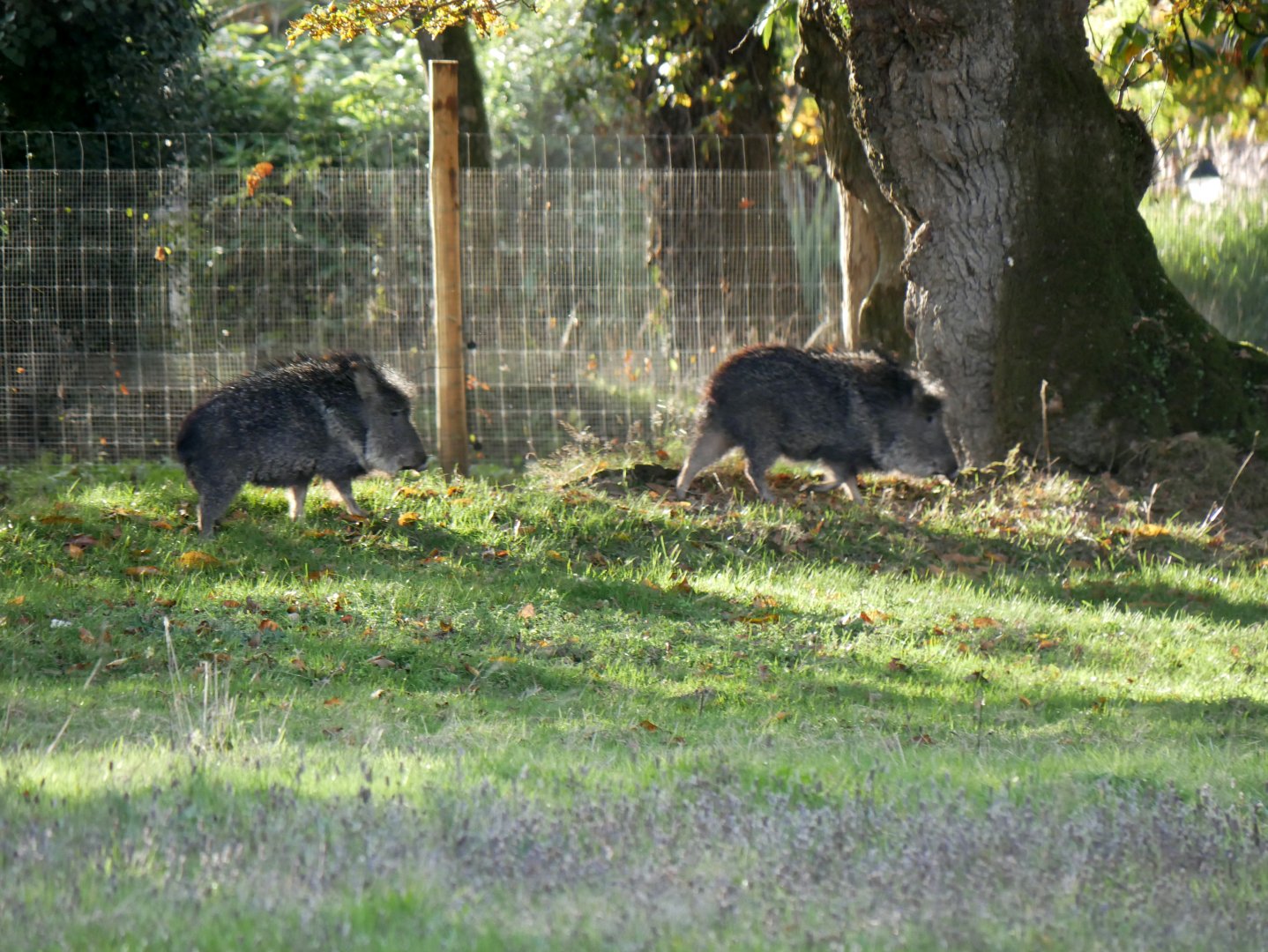 Chacoan peccary (Catagonus wagneri)