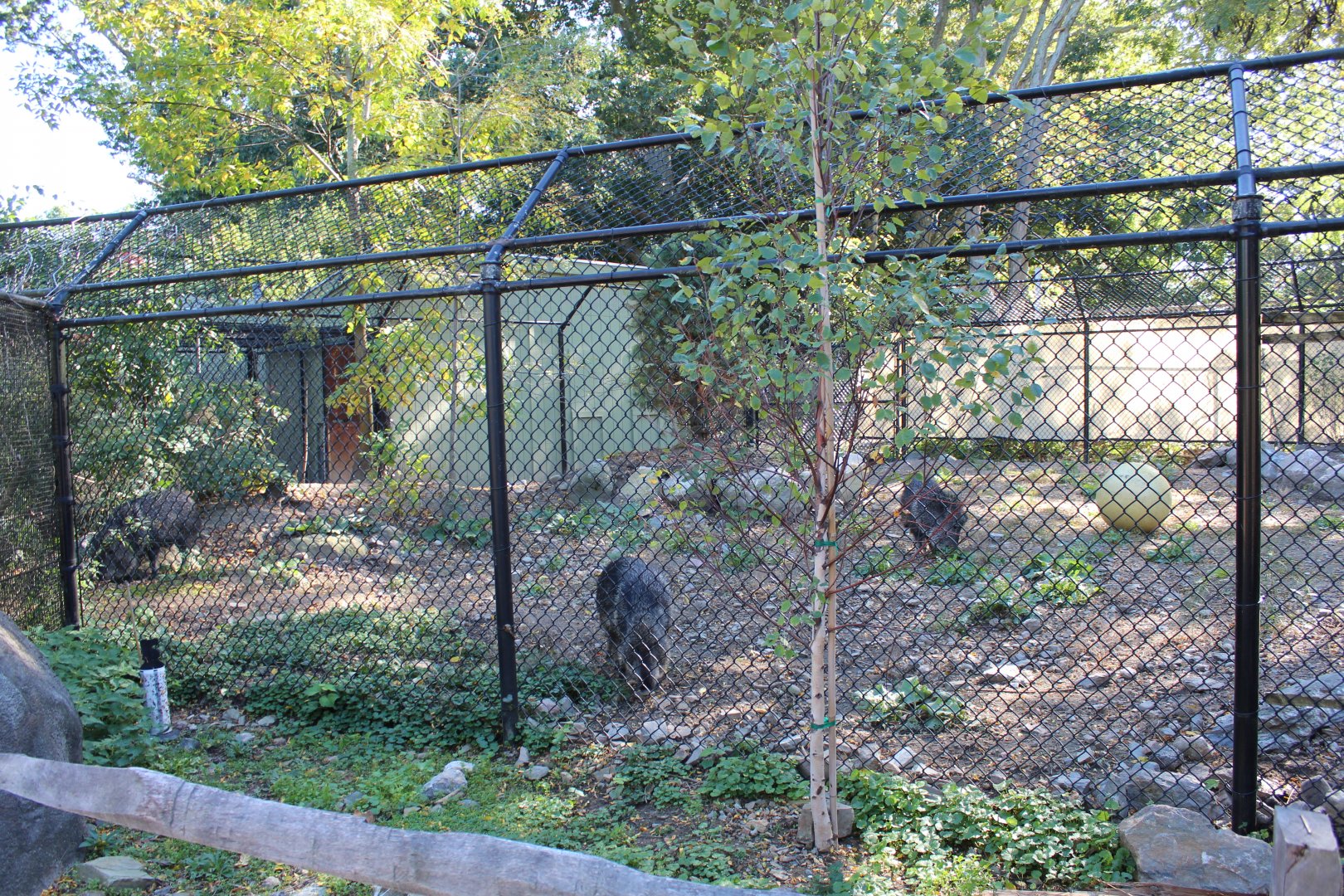 Chacoan Peccary Enclosure - Oct 2017