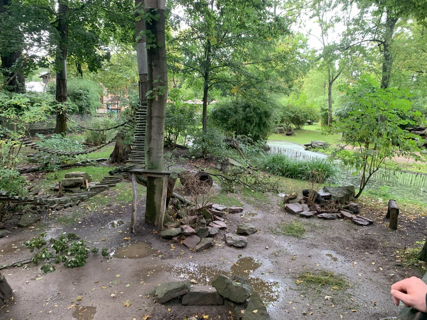 Chacoan Peccary enclosure - Pantanal
