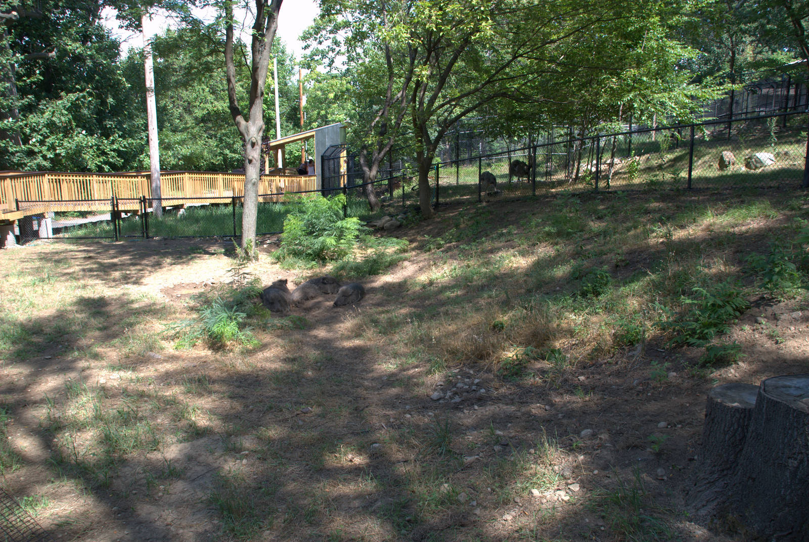 Chacoan Peccary Enclosure