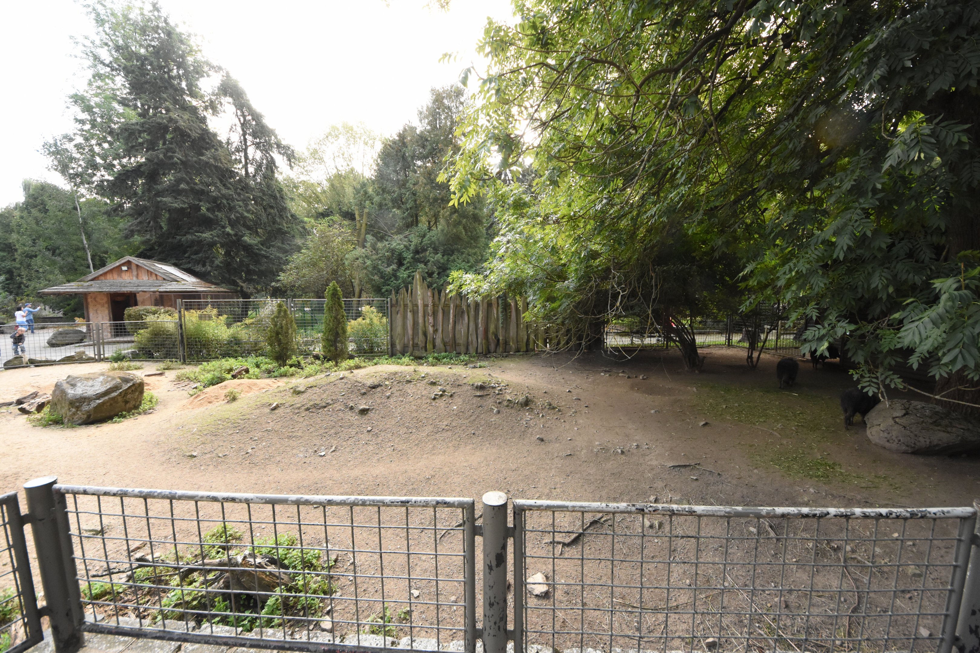 Chacoan peccary enclosure