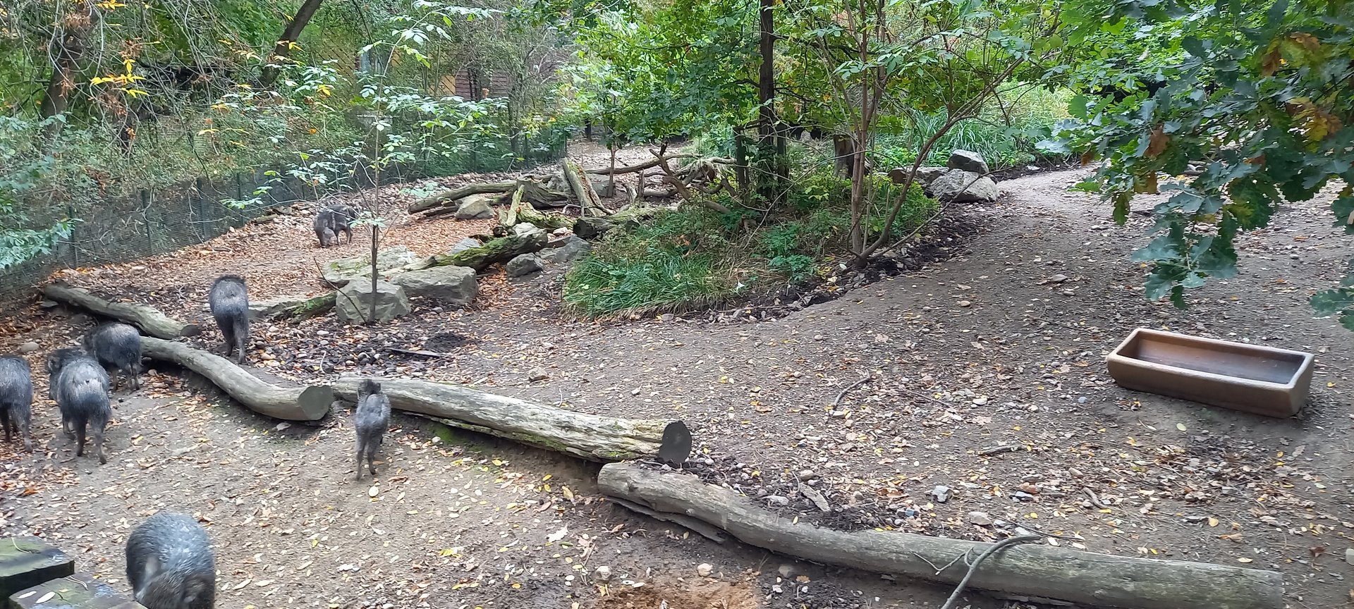 Chacoan peccary enclosure
