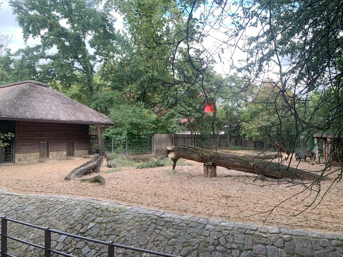 Chacoan Peccary enclosure