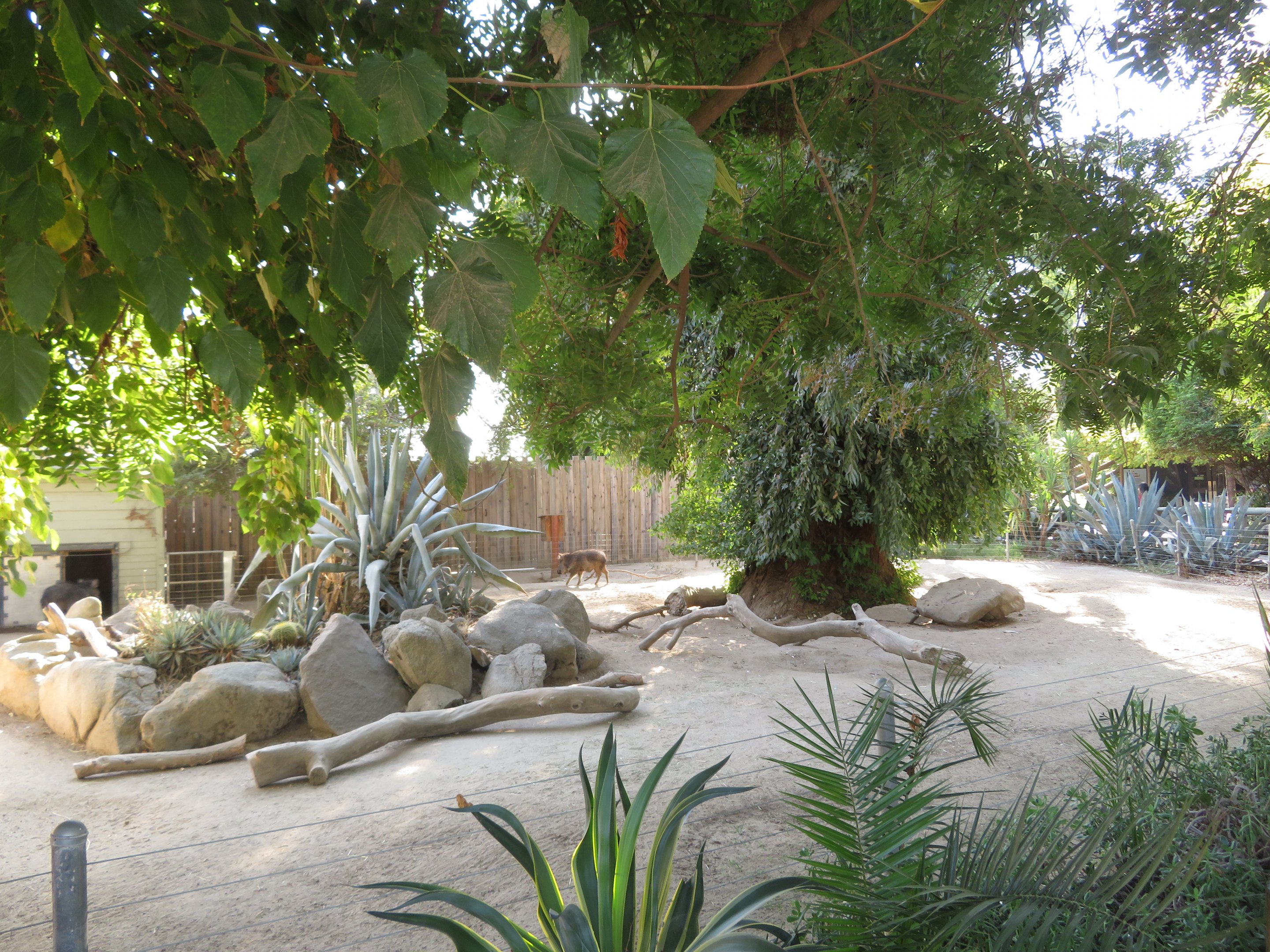 Chacoan Peccary Exhibit (2 of 2)