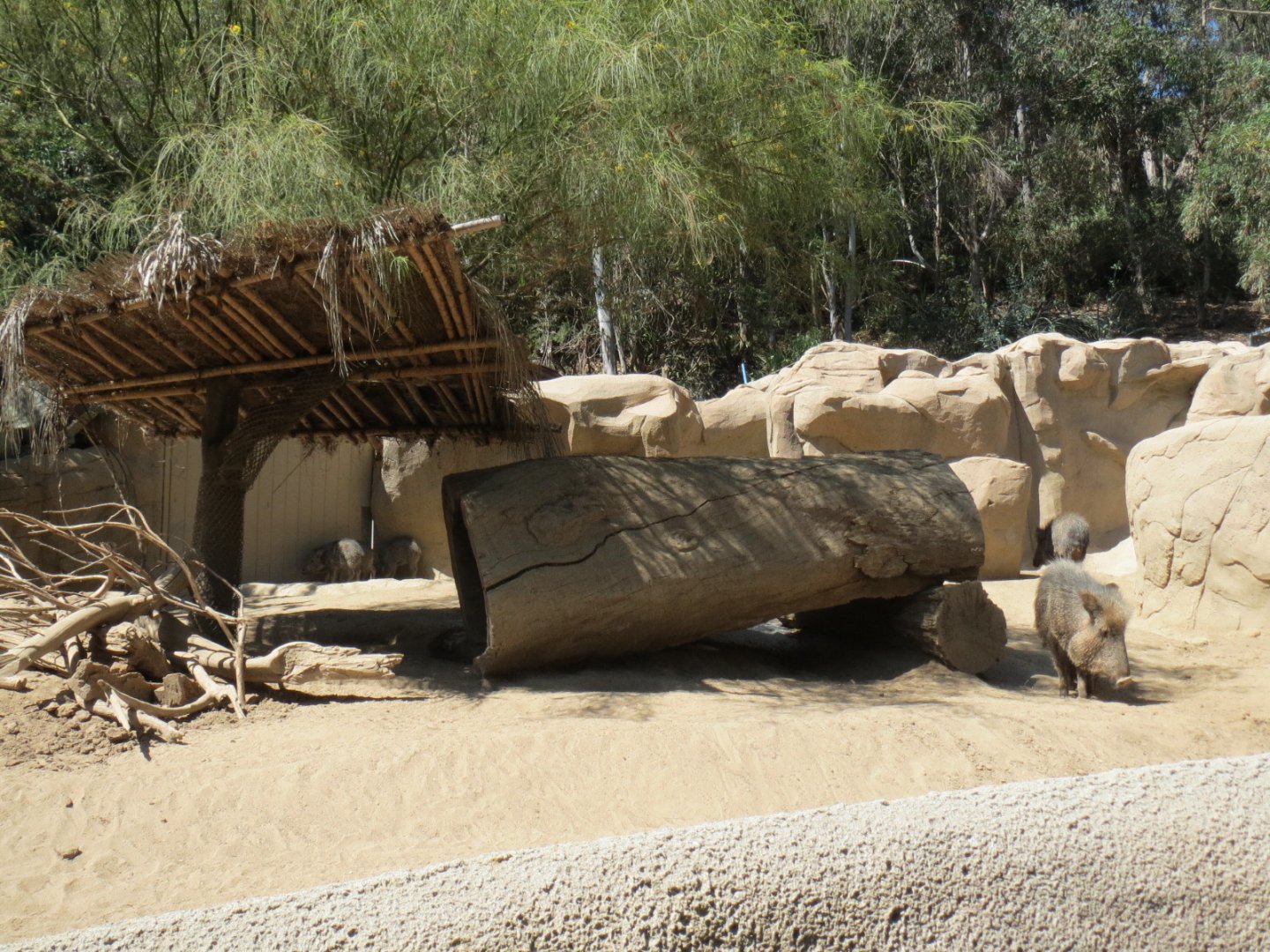 Chacoan Peccary Exhibit 2013
