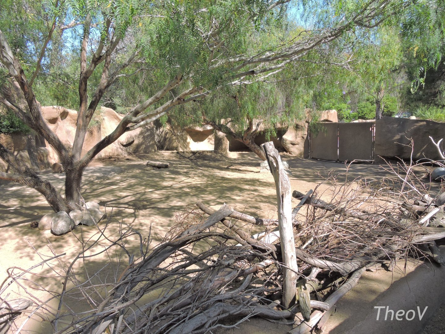 Chacoan peccary exhibit [2015]