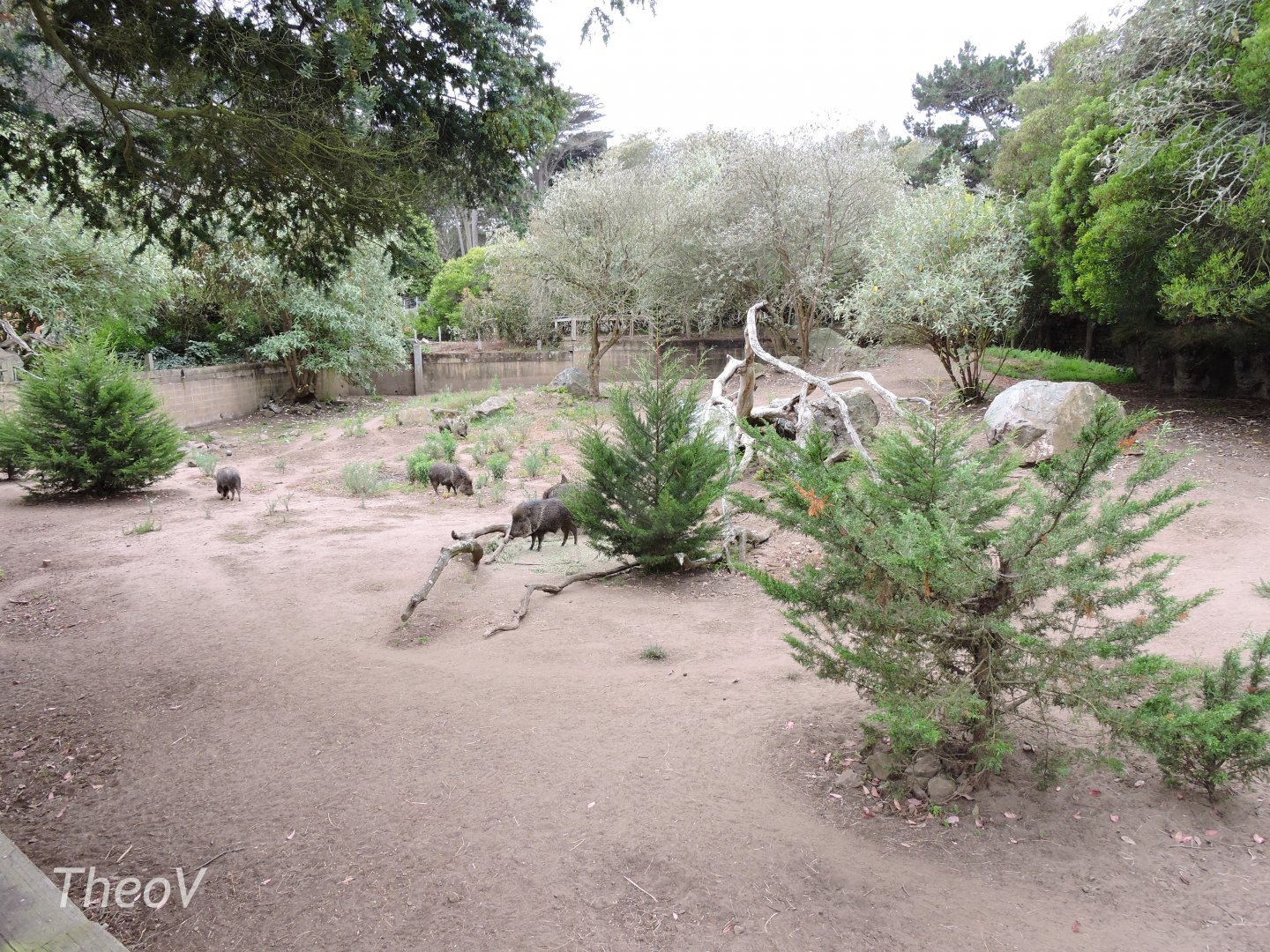 Chacoan peccary exhibit [2015]