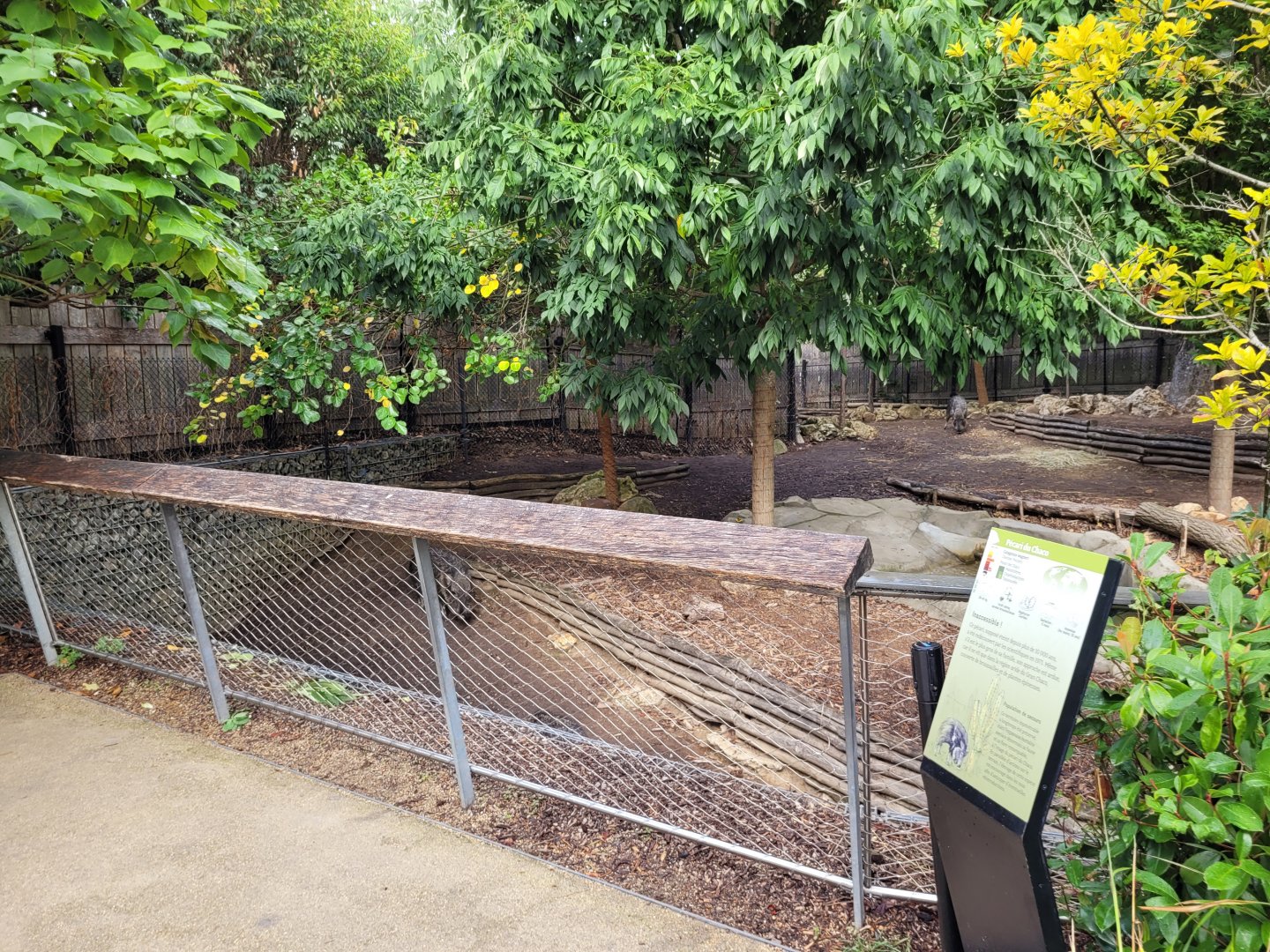Chacoan peccary exhibit -Parc Zoologique de Paris (2022)