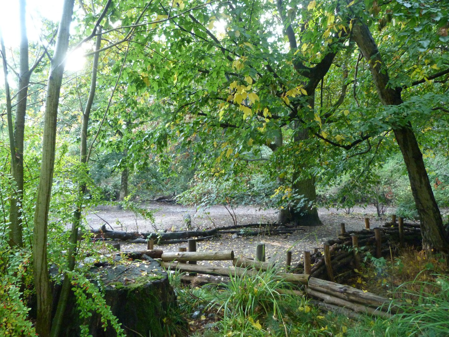 Chacoan peccary exhibit -Tierpark Berlin (2024)