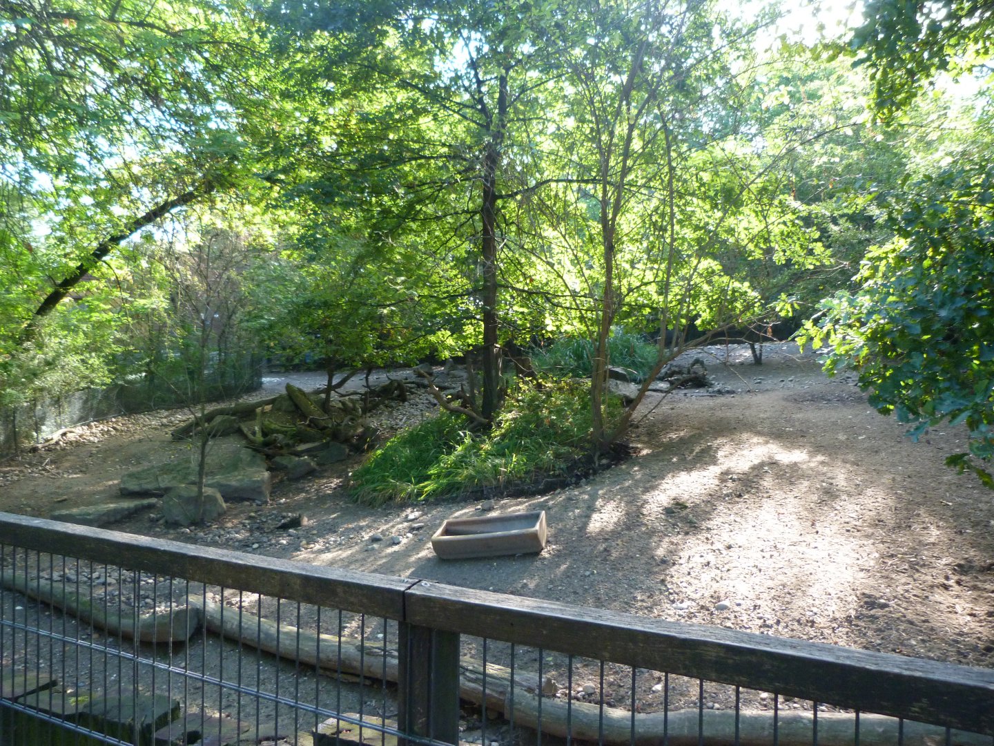Chacoan peccary exhibit -Zoo Praha (2025)