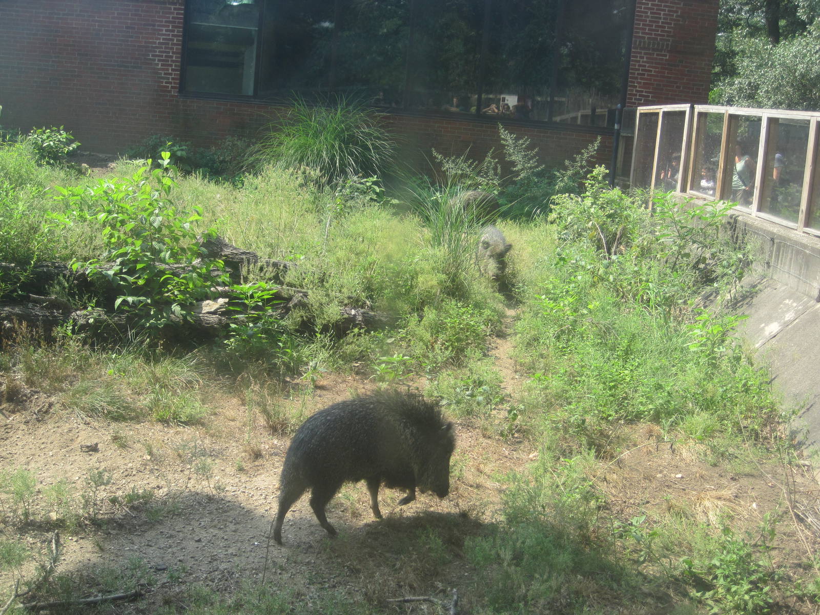Chacoan Peccary exhibit