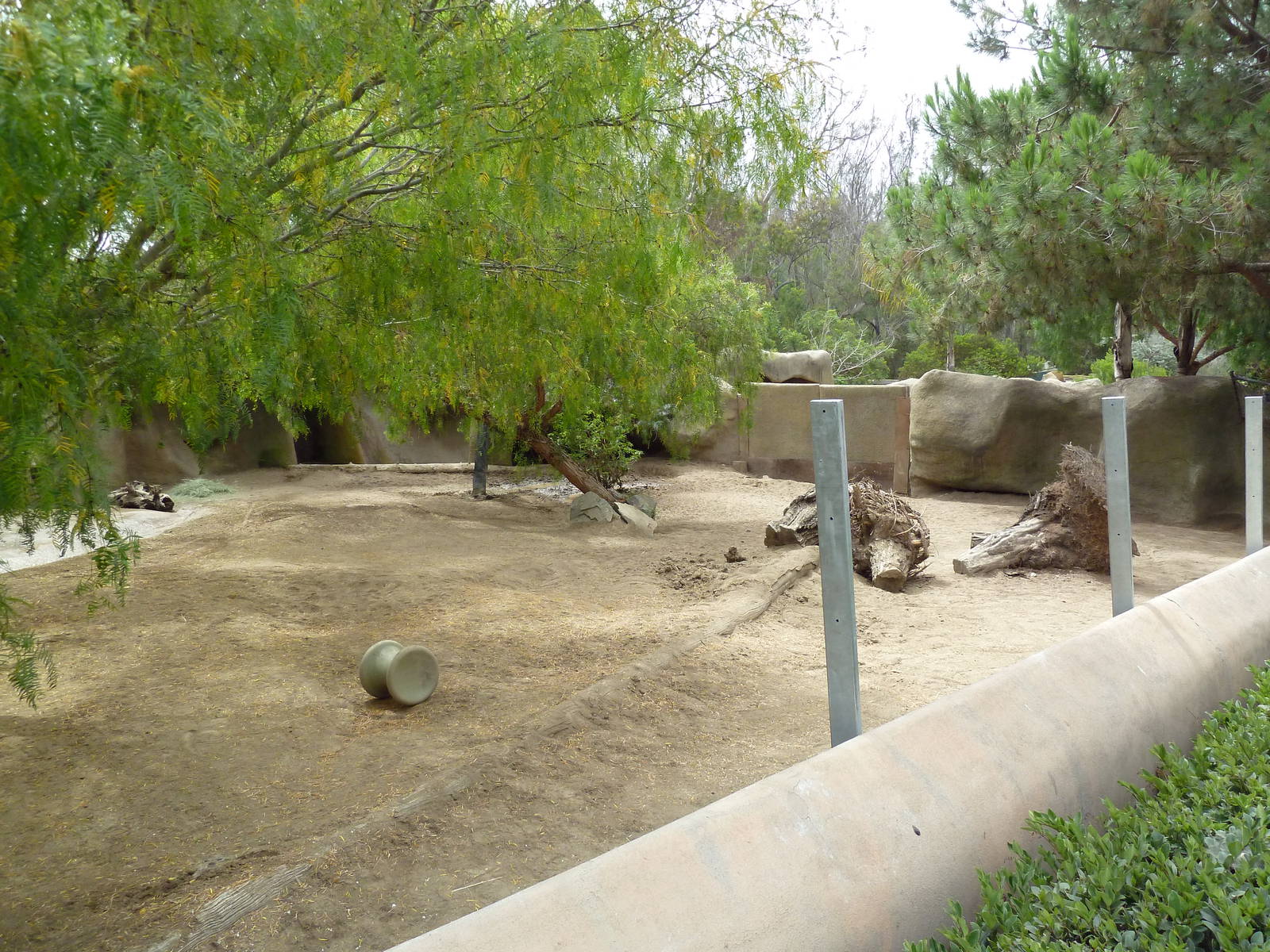 Chacoan Peccary Exhibit