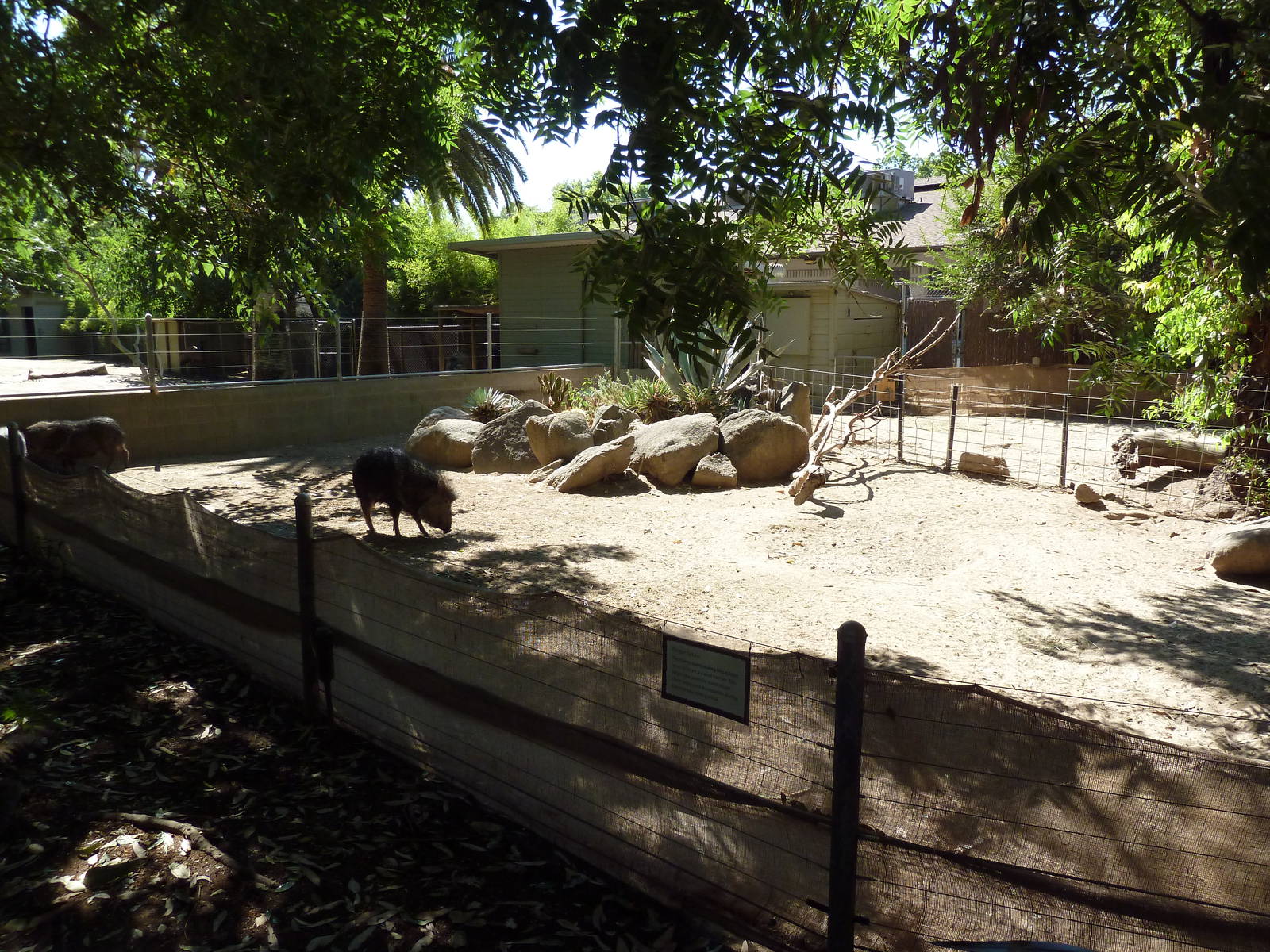 Chacoan Peccary Exhibit