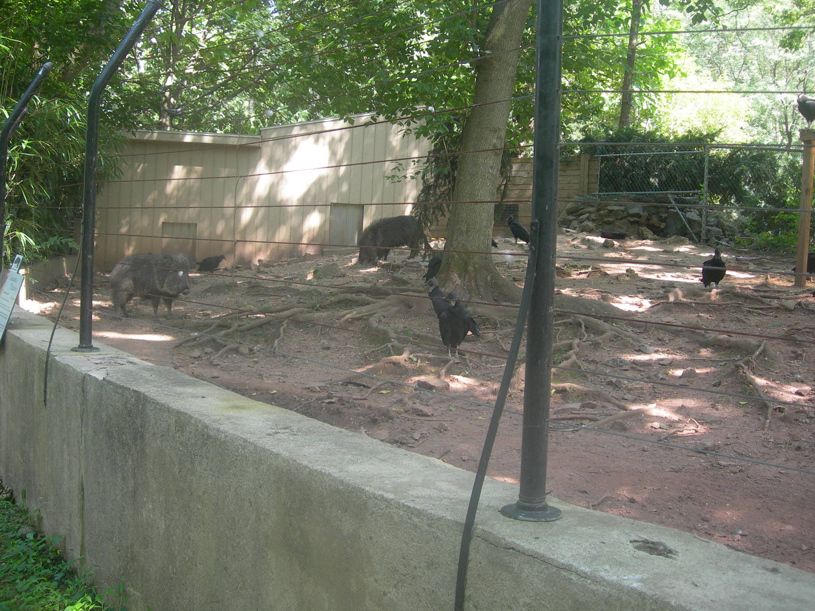 Chacoan peccary Exhibit