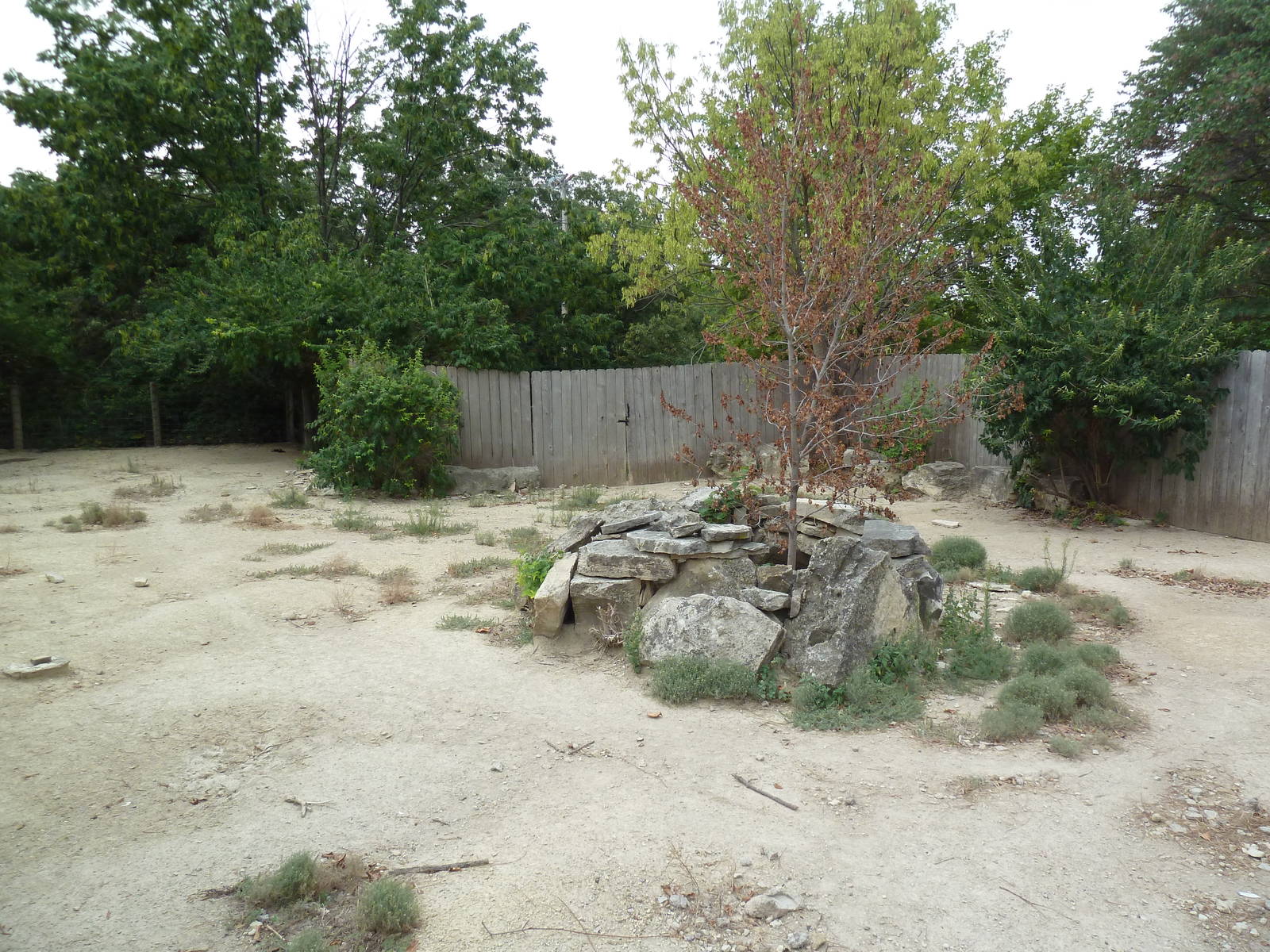Chacoan Peccary Exhibit