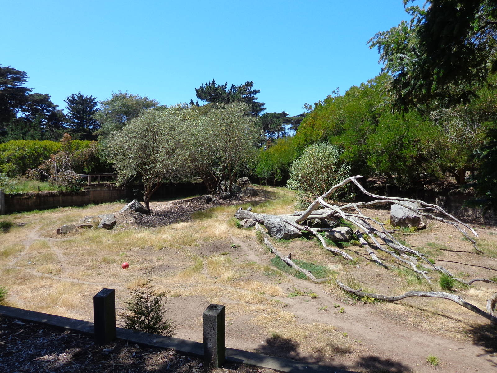 Chacoan peccary Exhibit
