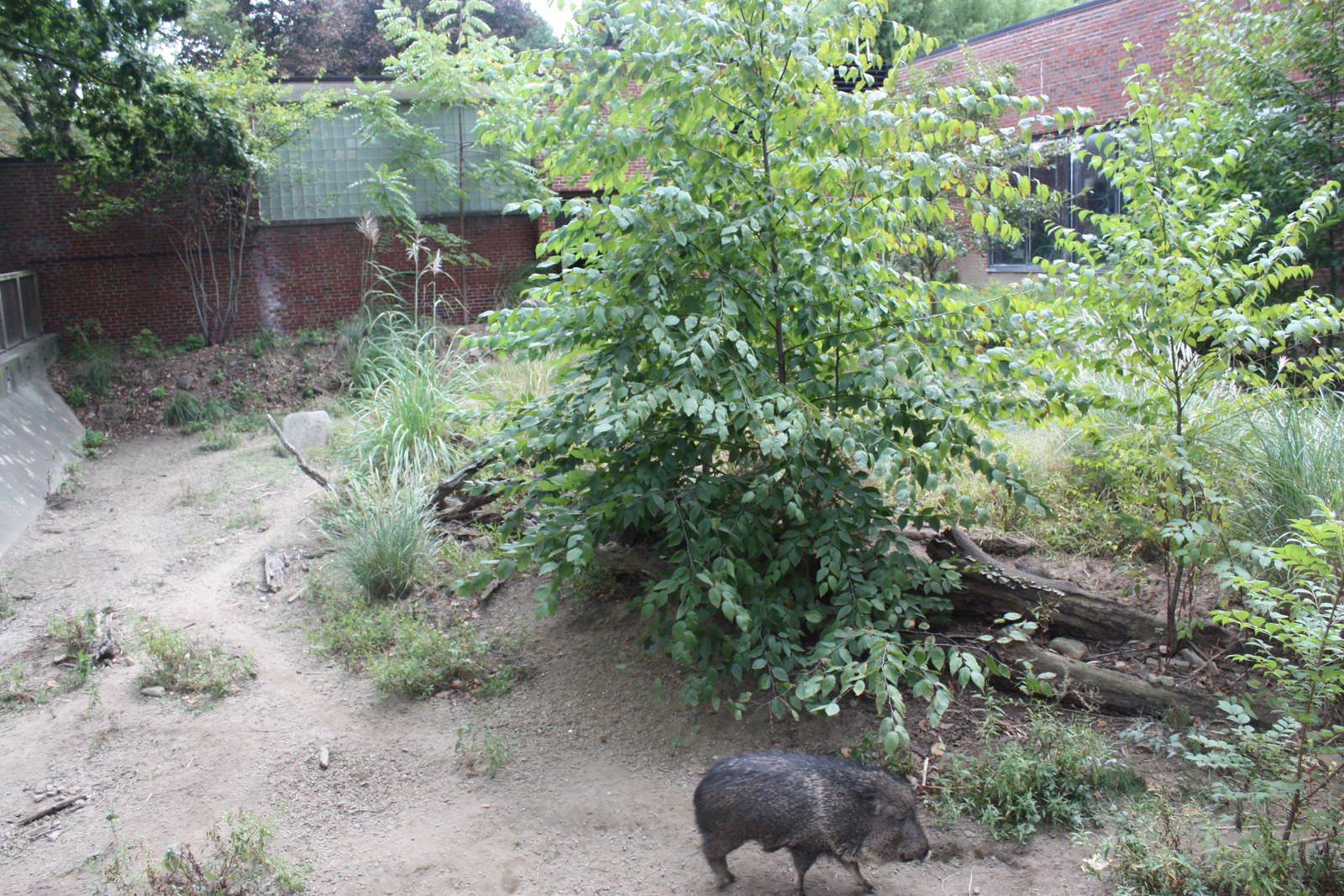 Chacoan Peccary Exhibit