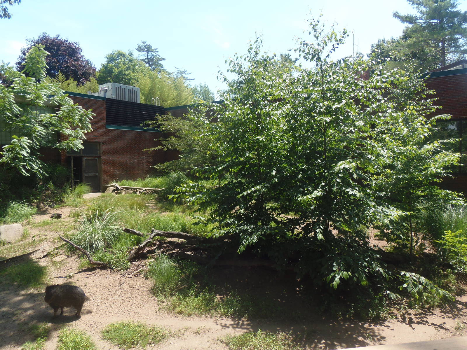 Chacoan Peccary Exhibit