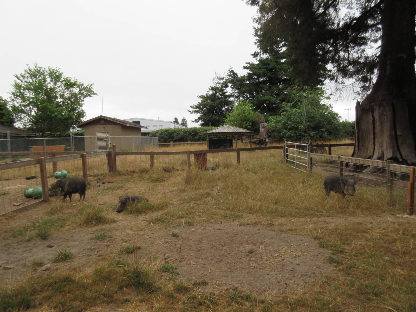 Chacoan Peccary Exhibit