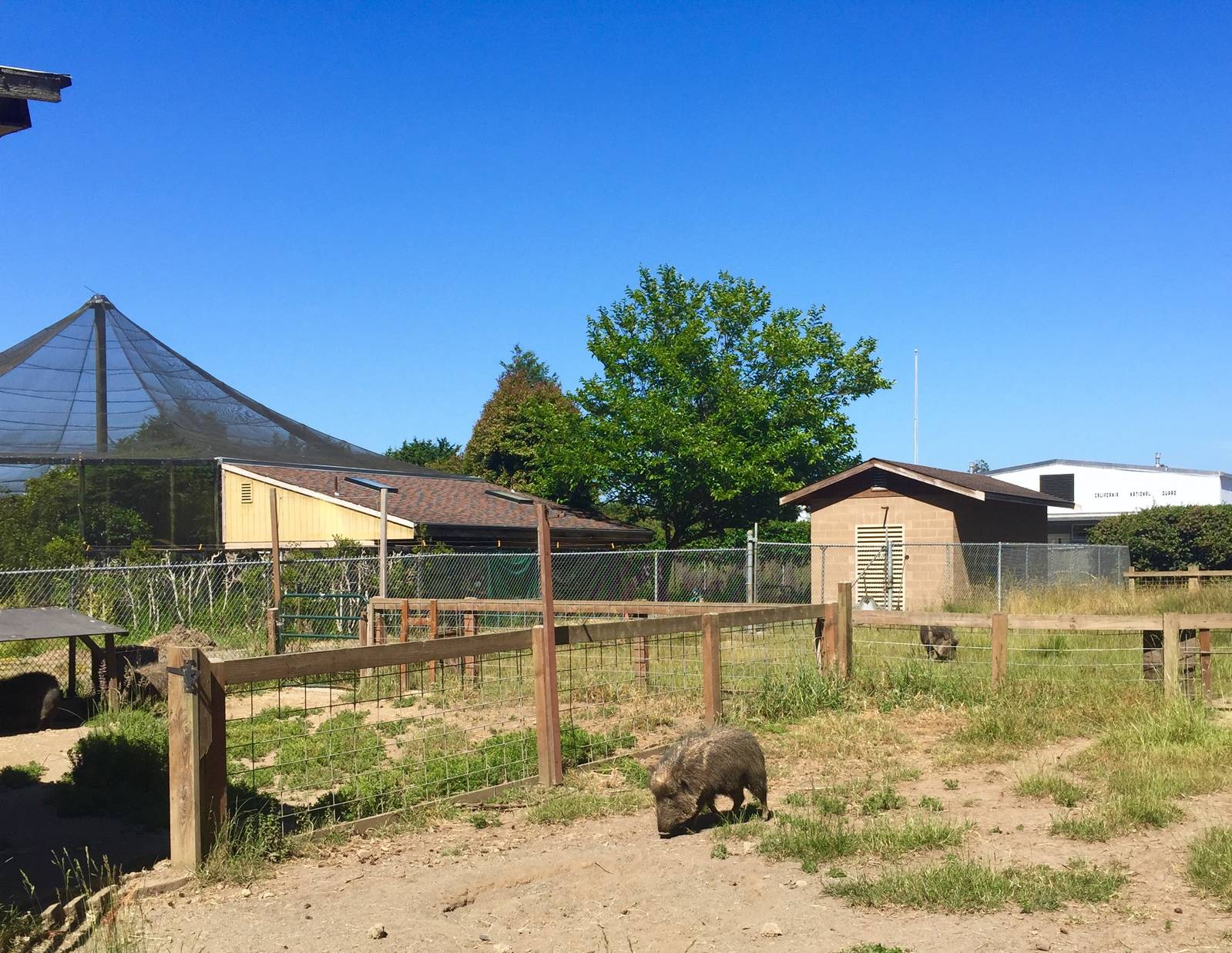 Chacoan Peccary Exhibit