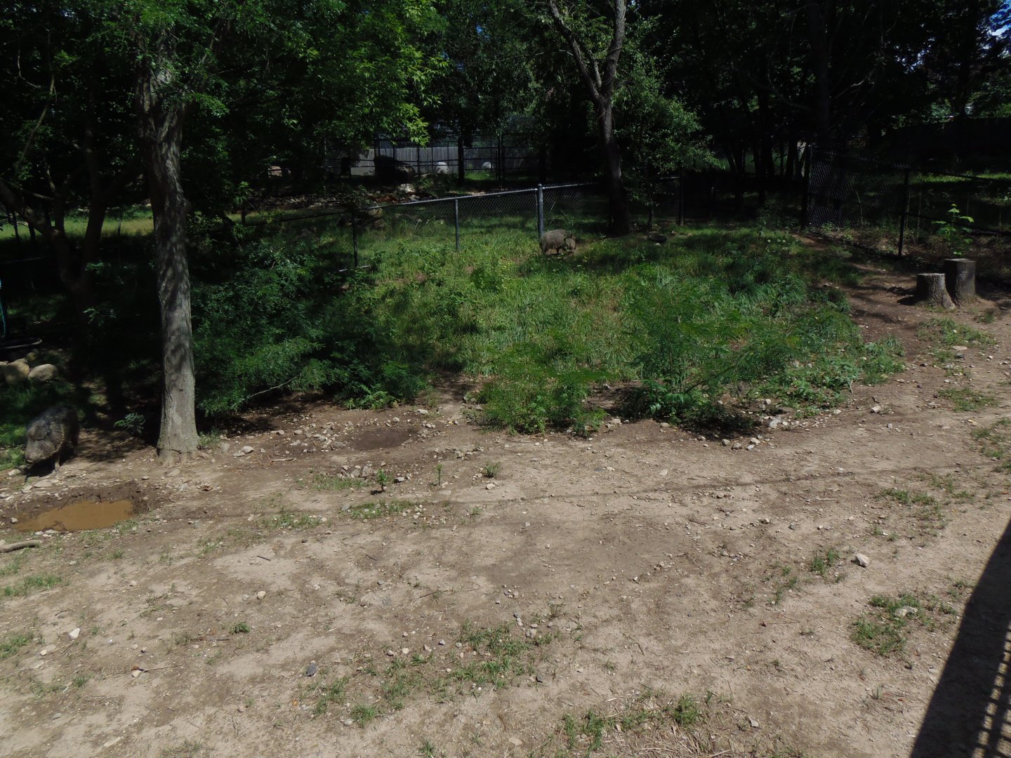 Chacoan Peccary Exhibit