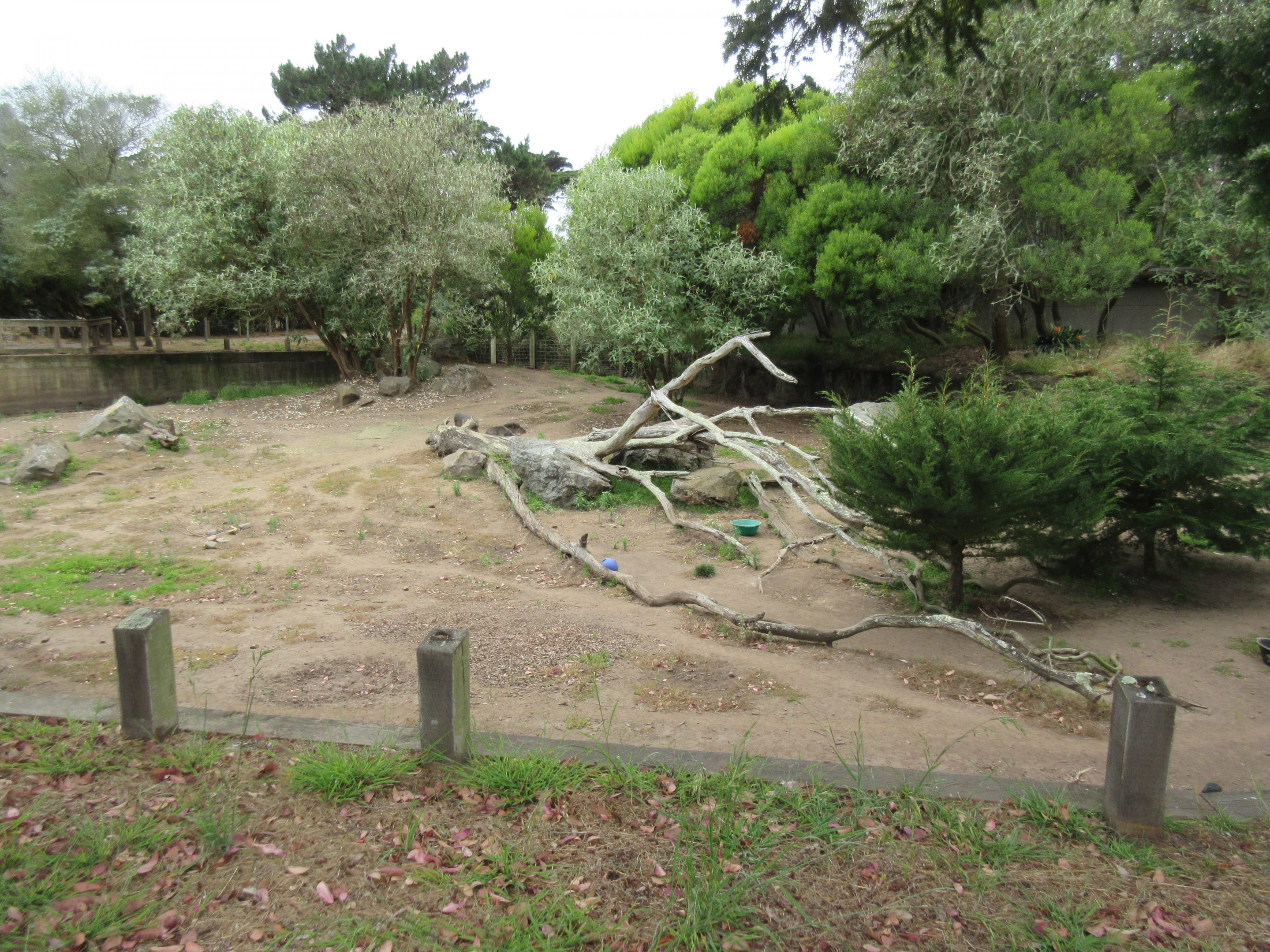 Chacoan Peccary Exhibit