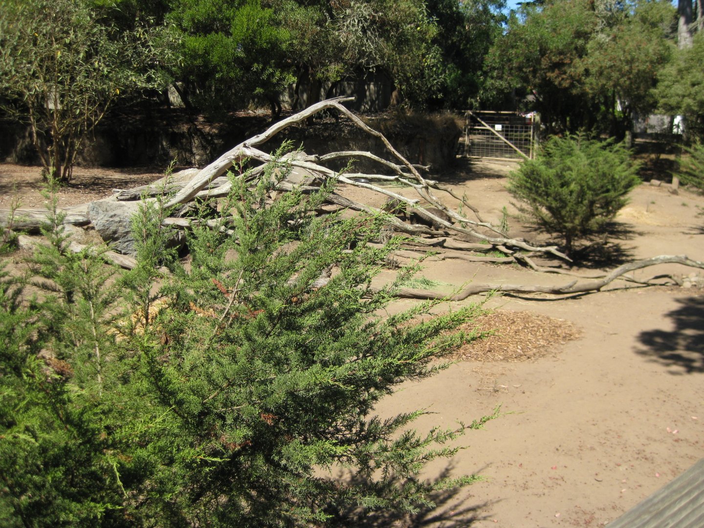 Chacoan Peccary Exhibit