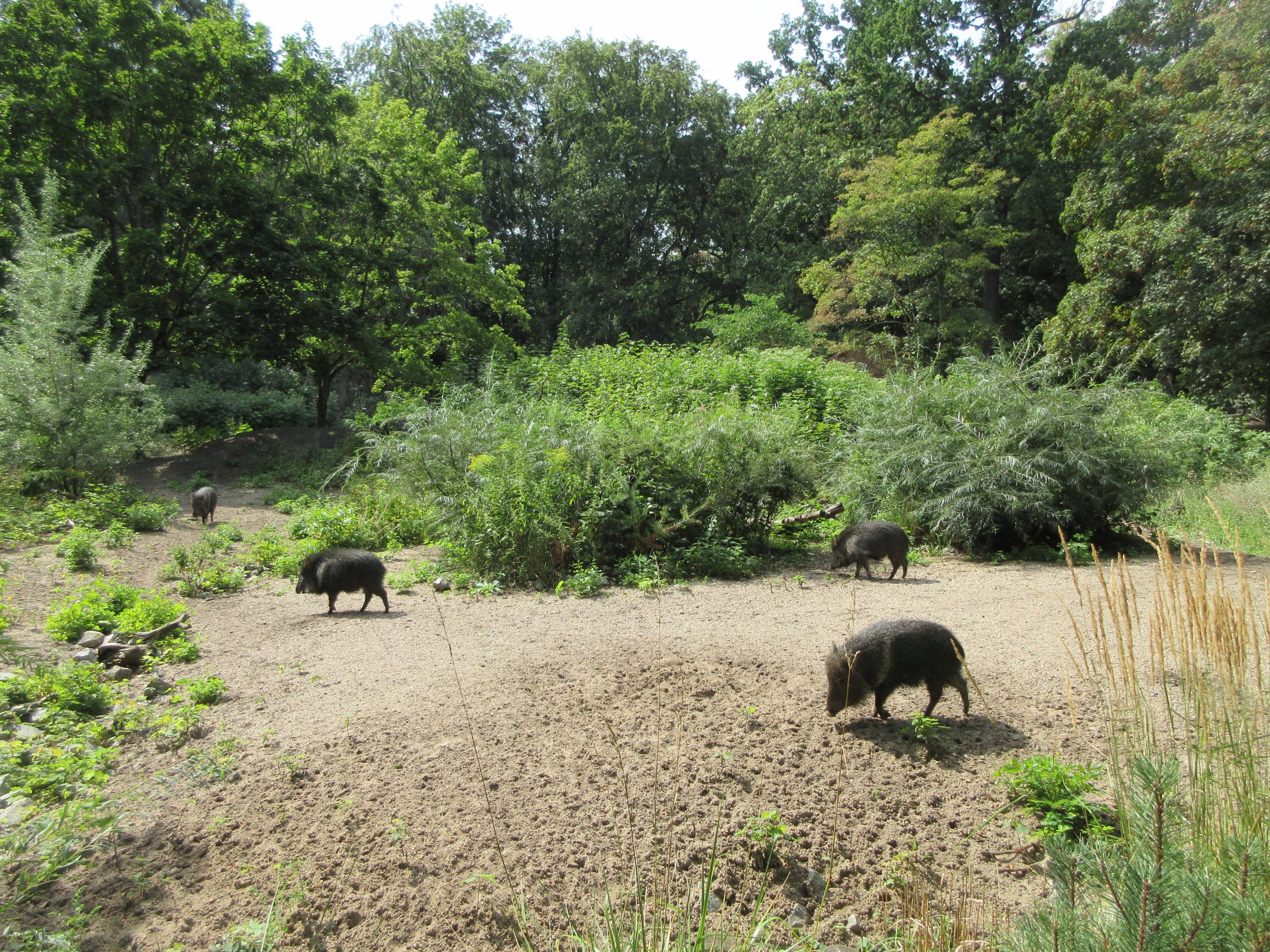 Chacoan Peccary Exhibit