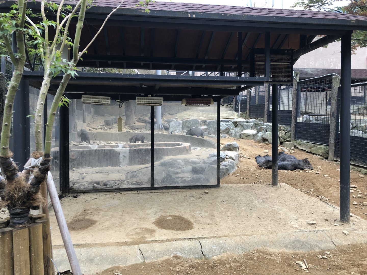 Chacoan Peccary Exhibit