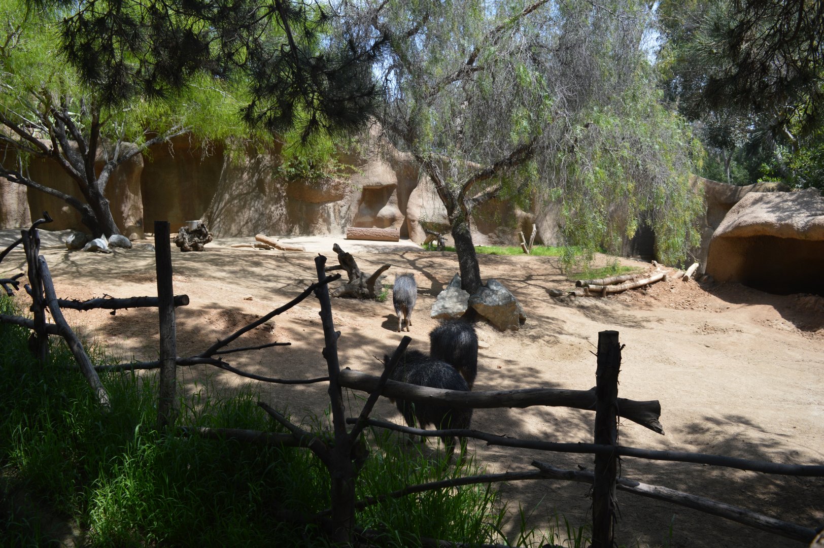 Chacoan Peccary Exhibit