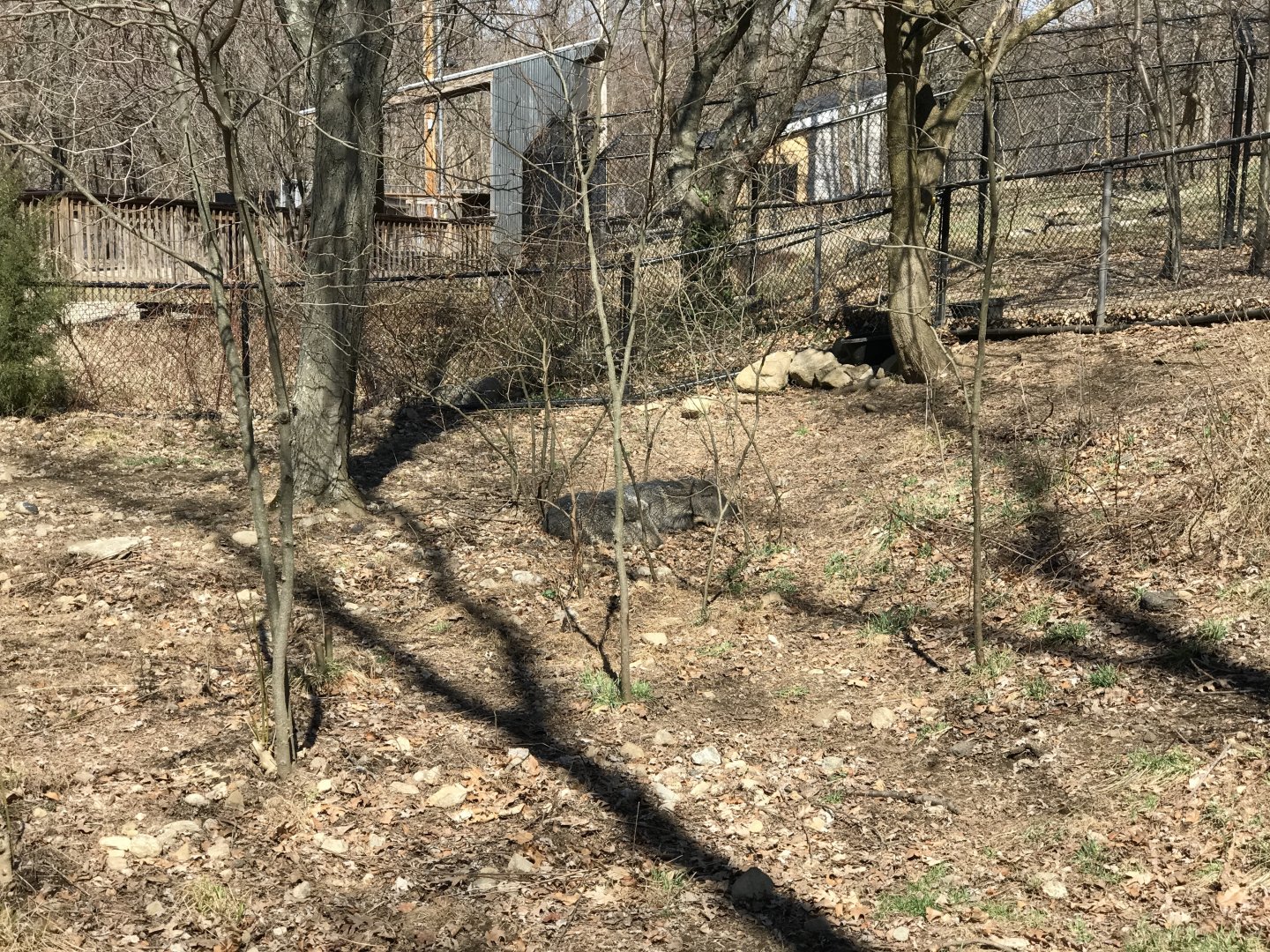 Chacoan Peccary Exhibit