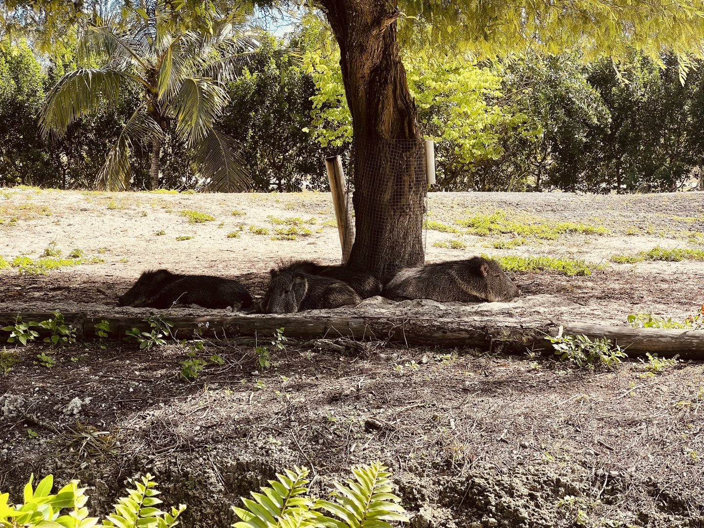 Chacoan Peccary Exhibit
