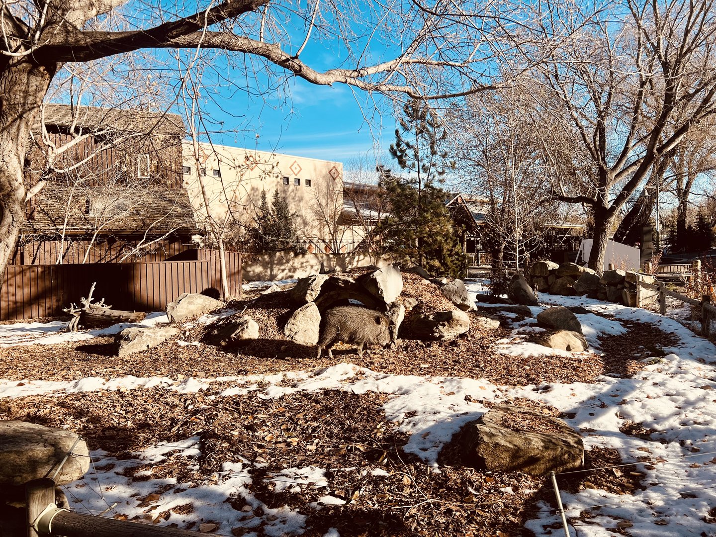 Chacoan Peccary Exhibit