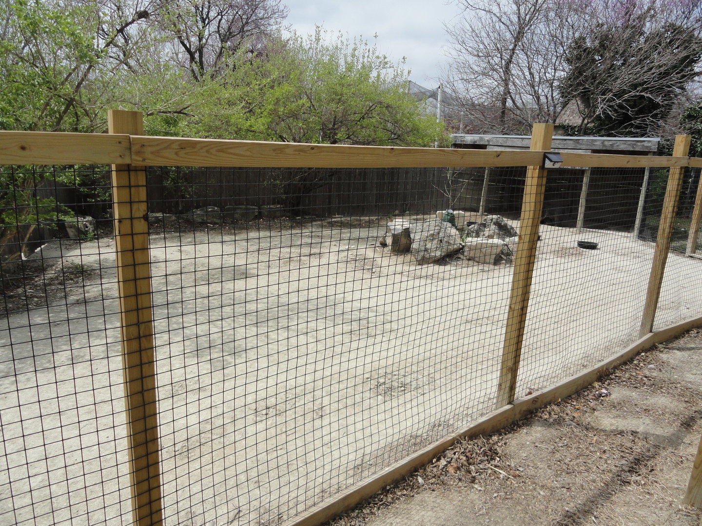 Chacoan Peccary Exhibit