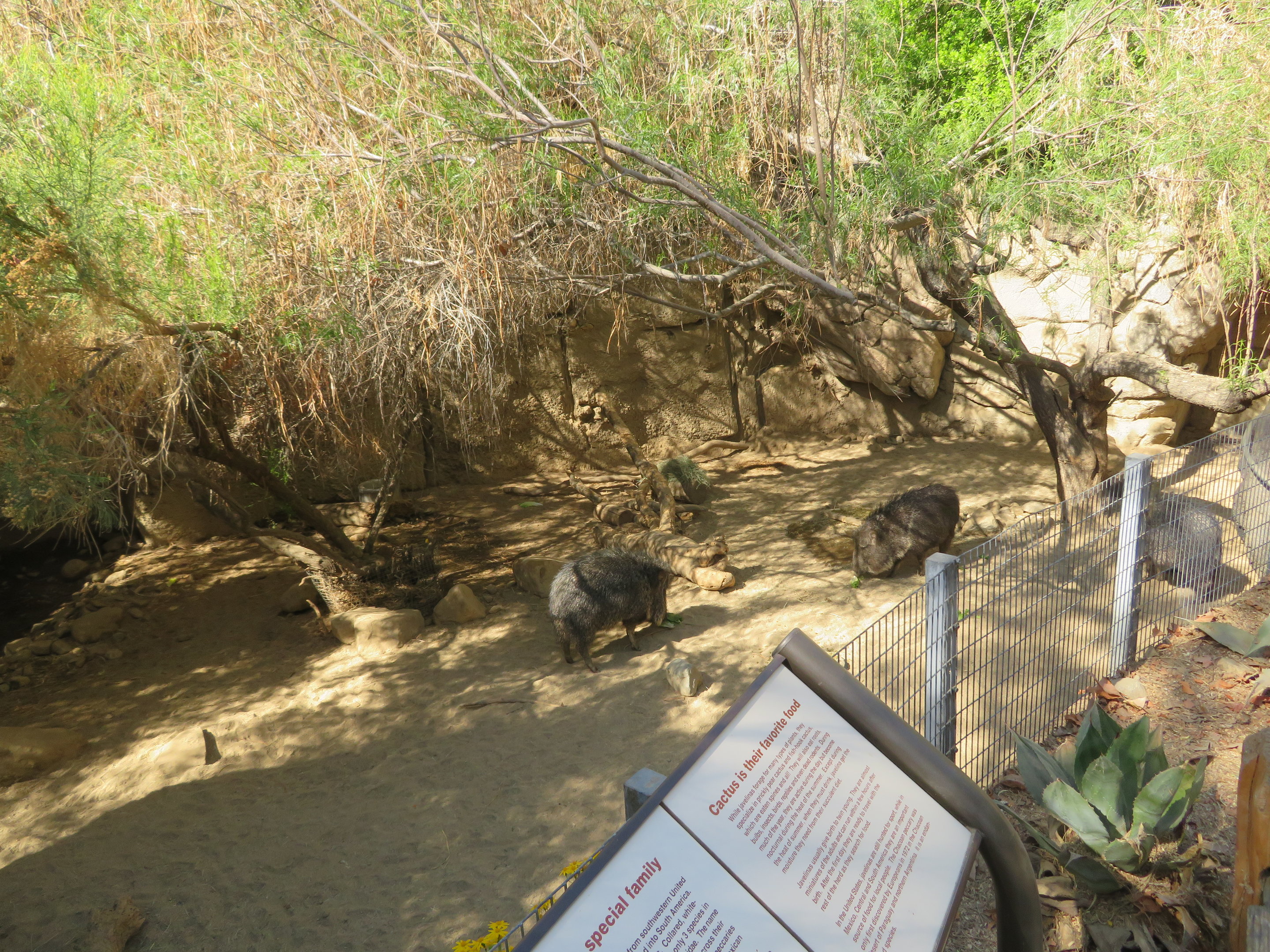 Chacoan Peccary Exhibit