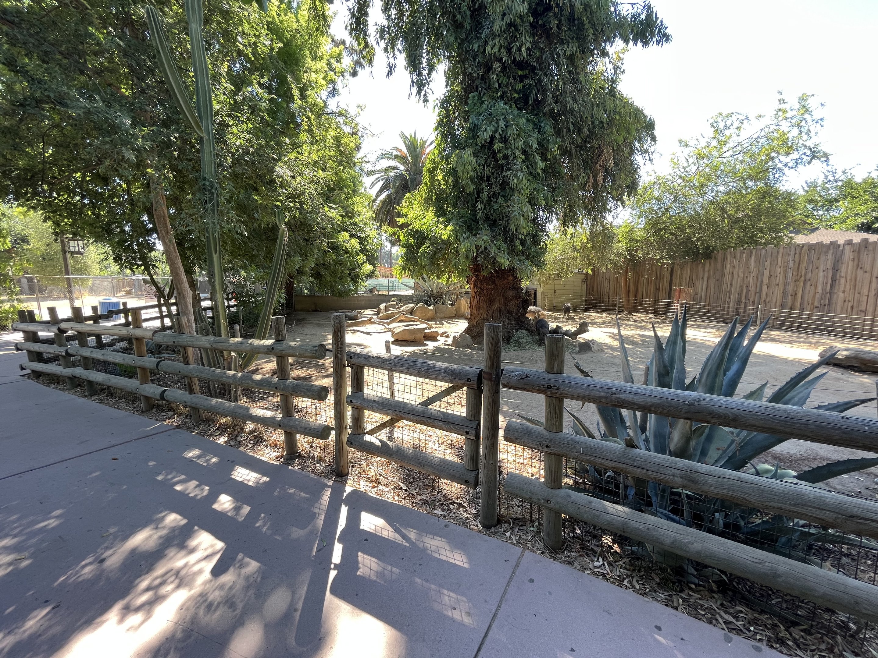 Chacoan Peccary Exhibit