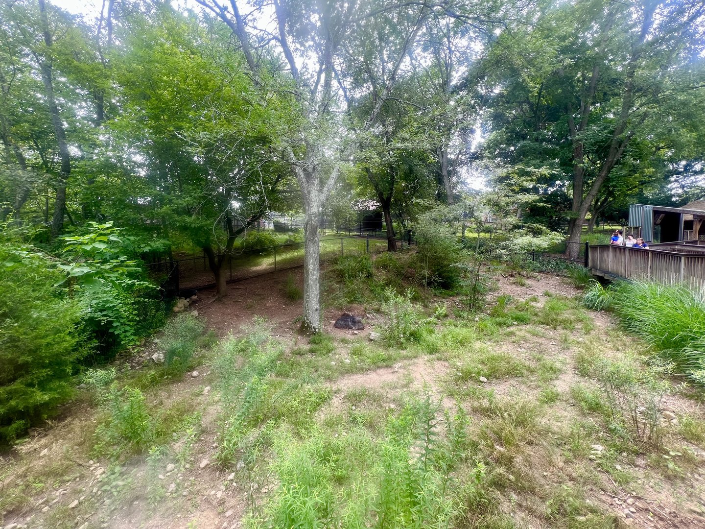 Chacoan Peccary Exhibit