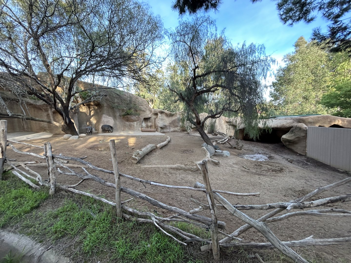 Chacoan Peccary Exhibit