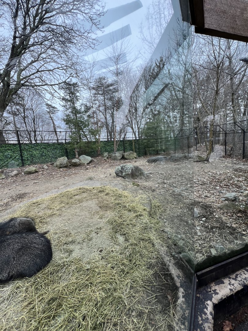 Chacoan Peccary Exhibit