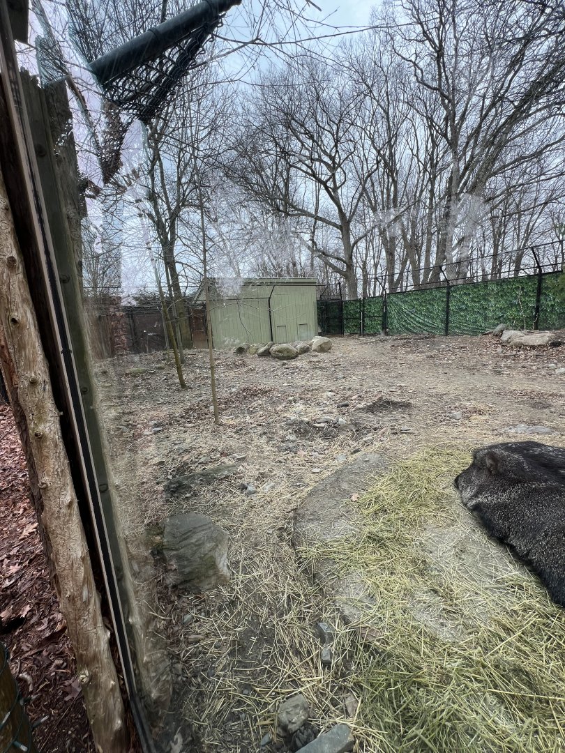 Chacoan Peccary Exhibit