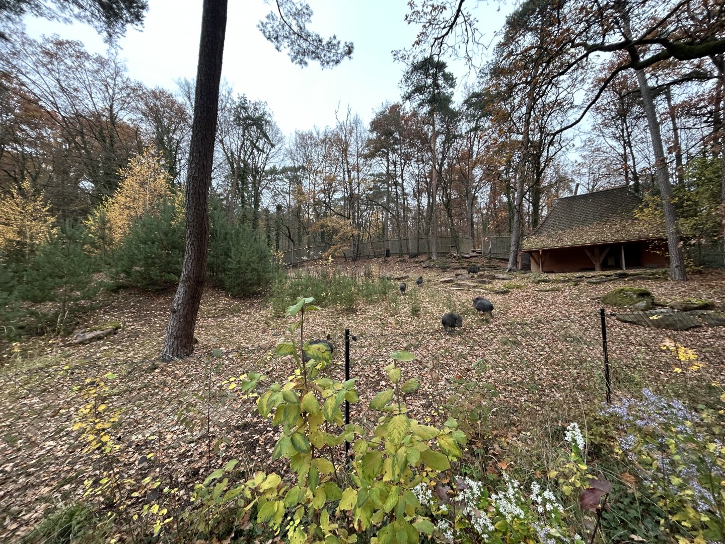 Chacoan Peccary Exhibit