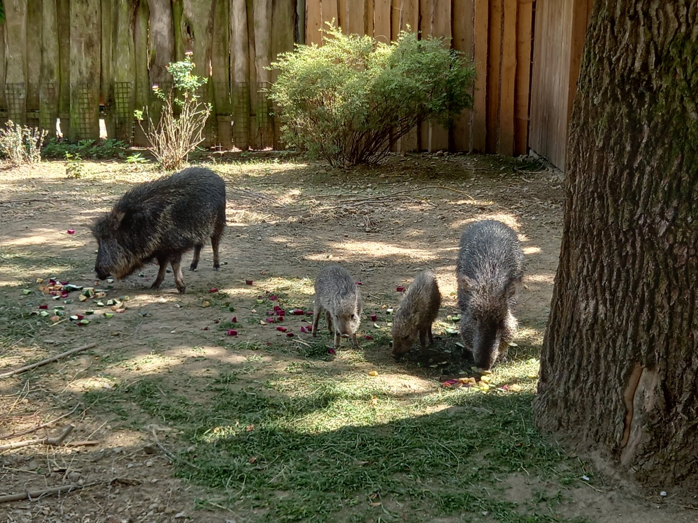 Chacoan Peccary family