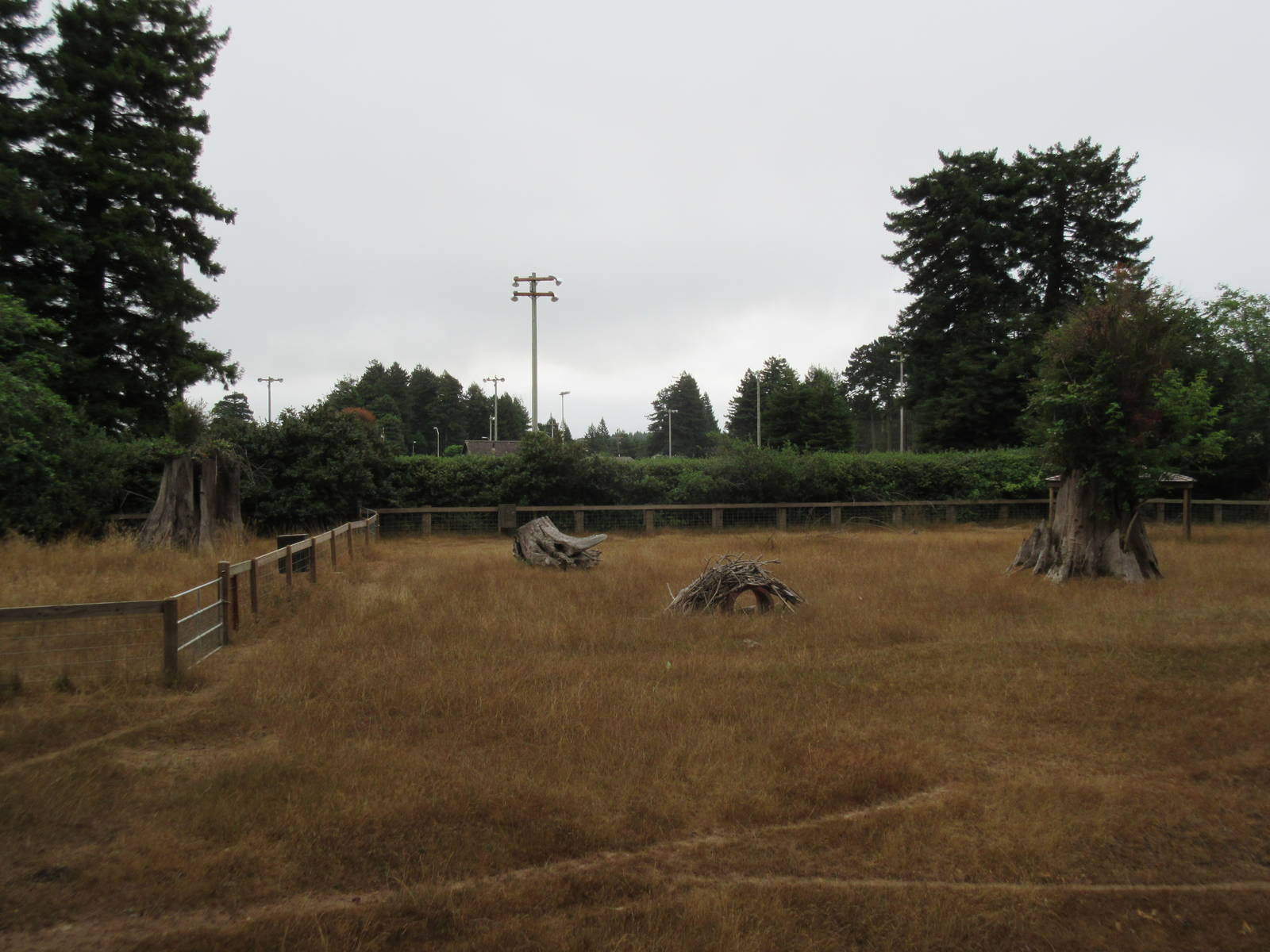 Chacoan Peccary/Greater Rhea Exhibit