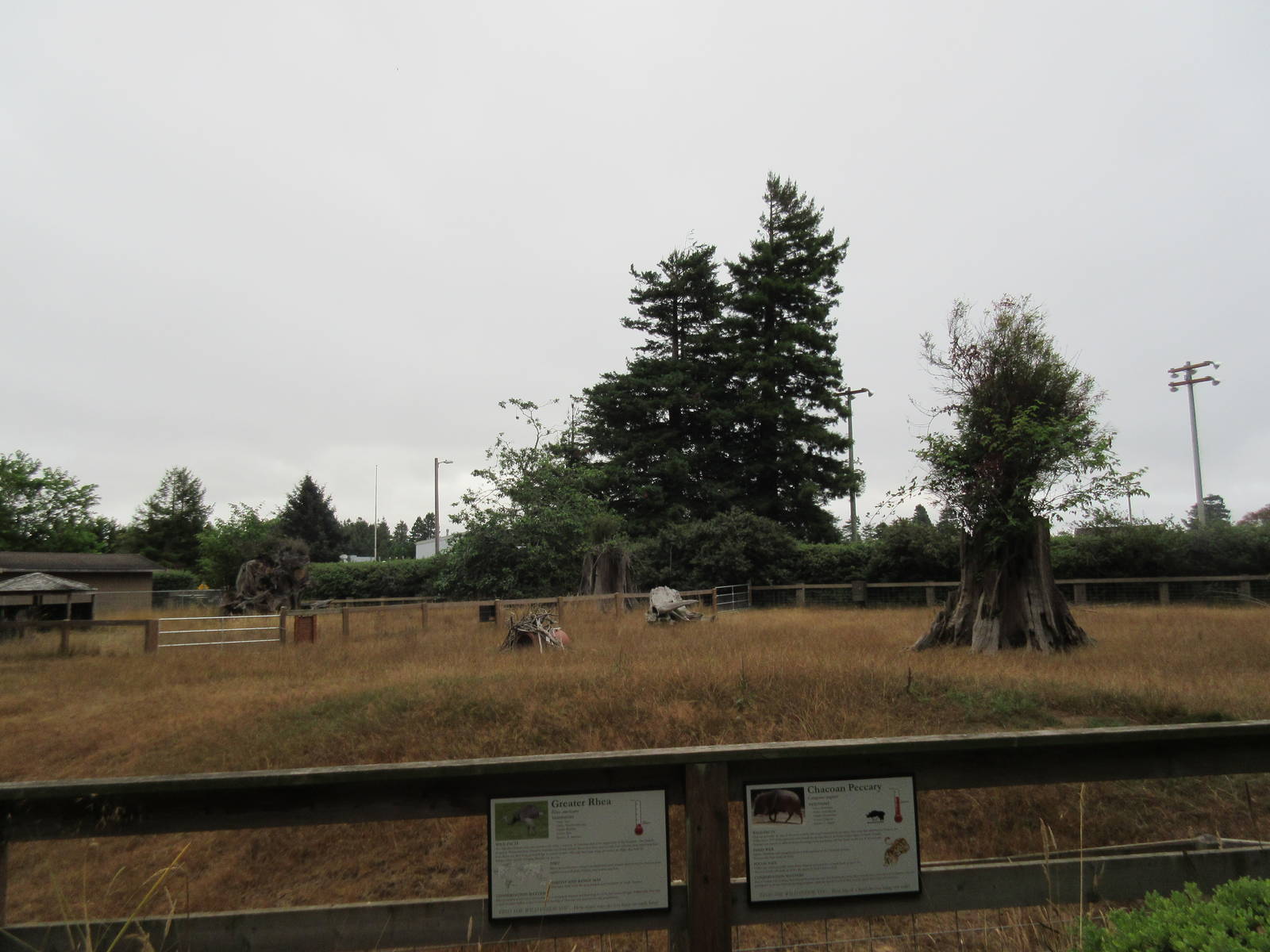Chacoan Peccary/Greater Rhea Exhibit
