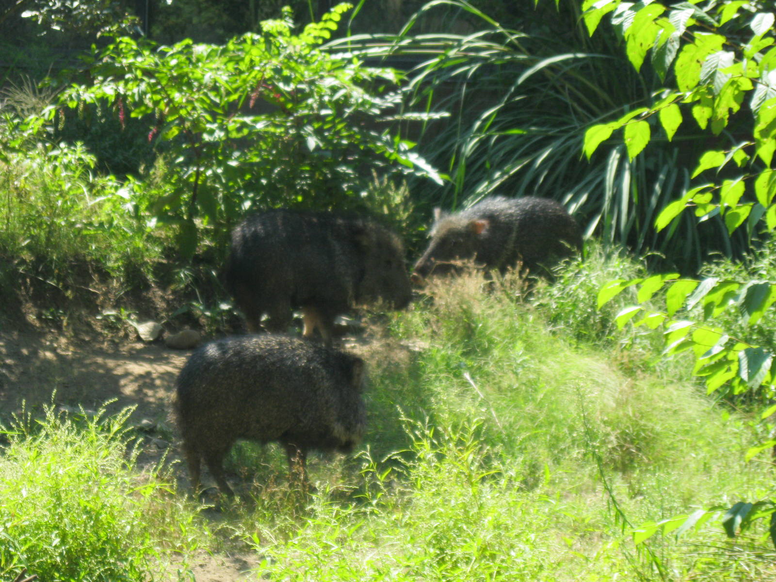 Chacoan Peccary Herd