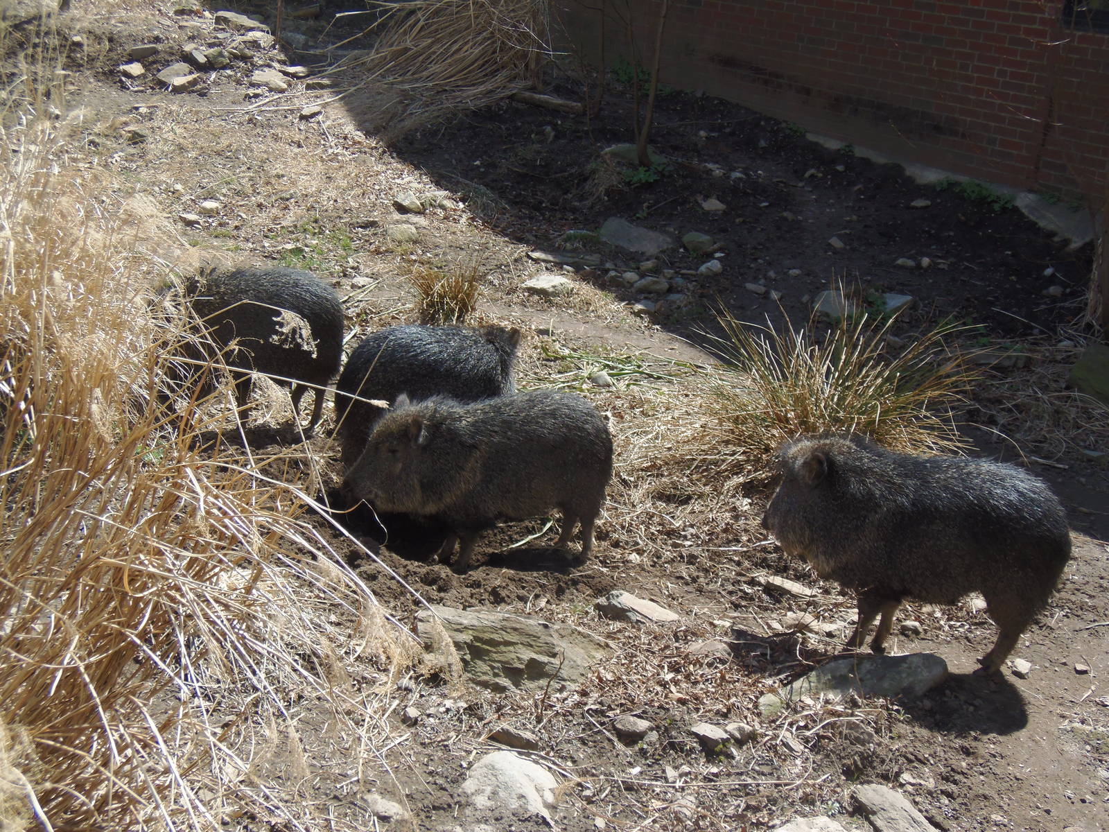 Chacoan Peccary Herd